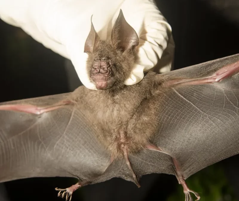 Controle de Morcegos em Macaé