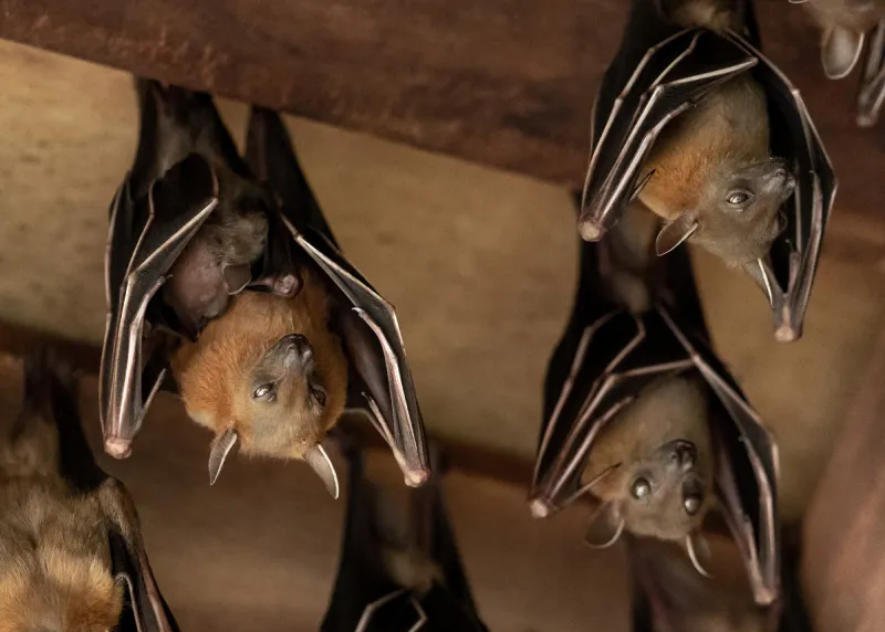 Controle de Morcegos em Macaé - Rio de Janeiro // Dedetizadora