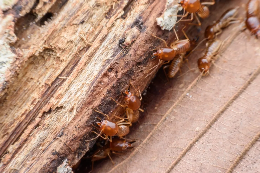 Cupins de madeira seca: como resolver a infestação?